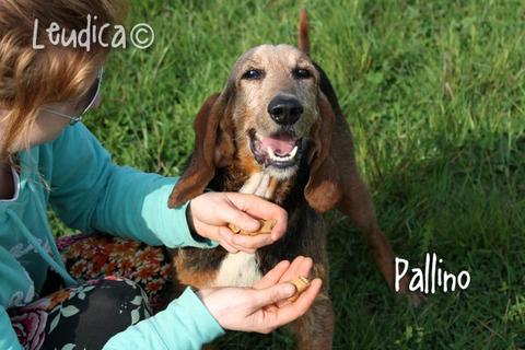 Pallino